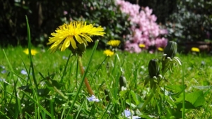 Auch zum Entfernen von Unkraut ist der nützliche Gartenhelfer prima geeignet.